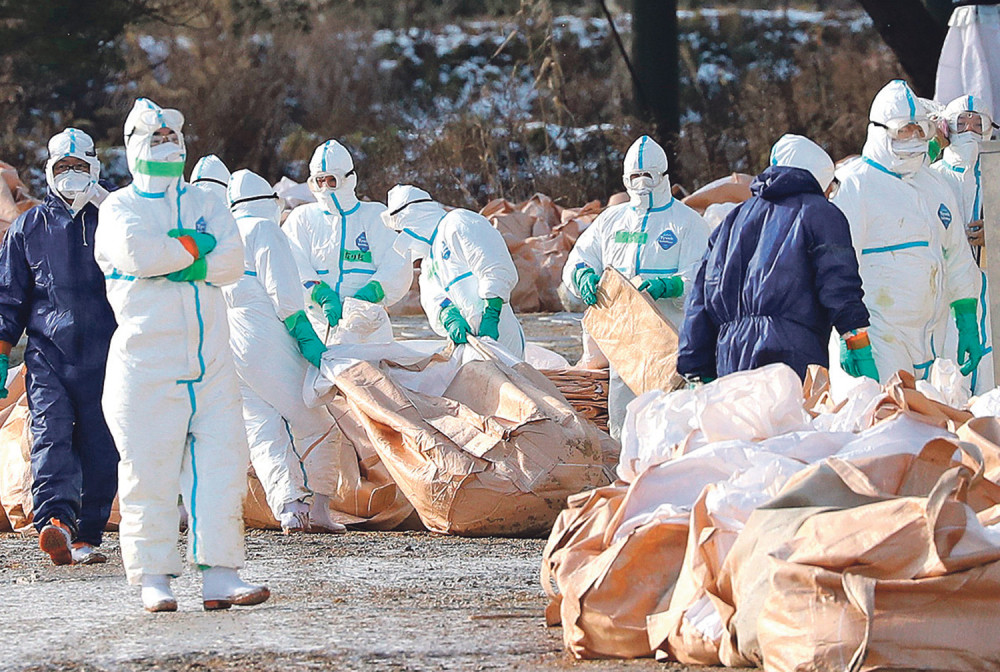Ptičji grip stigao u Srbiju!