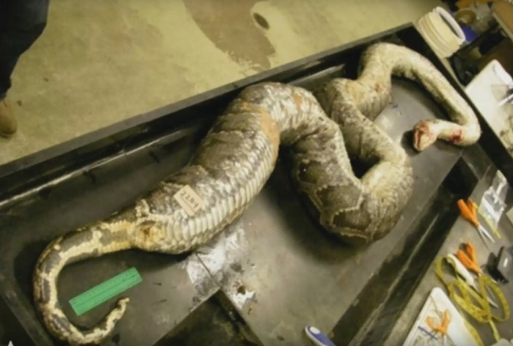 Nećete verovati šta je ovaj piton pojeo! (VIDEO)