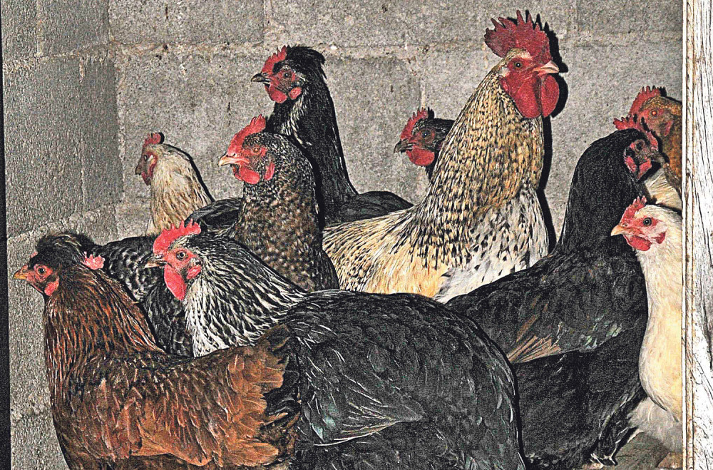 Obradite meso i ne bojte se ptičjeg gripa!