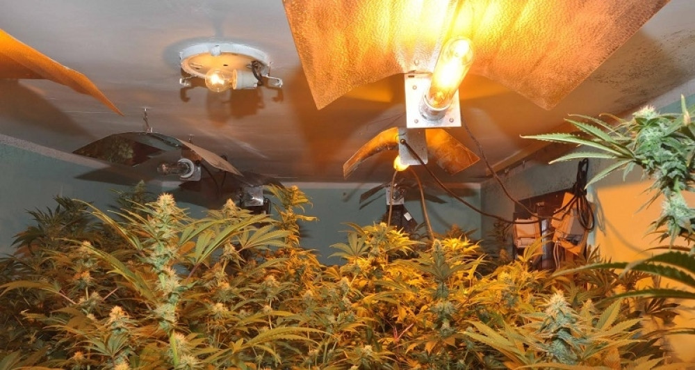 Otkrivena laboratorija marihuane