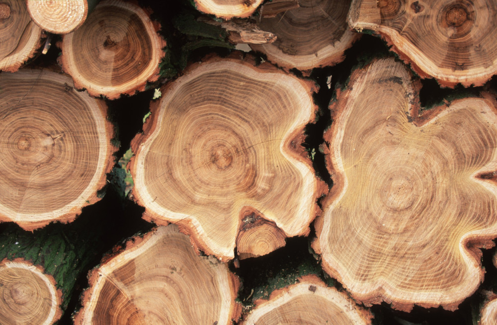 Trojica osumnjičena za seču drveta u Košutnjaku