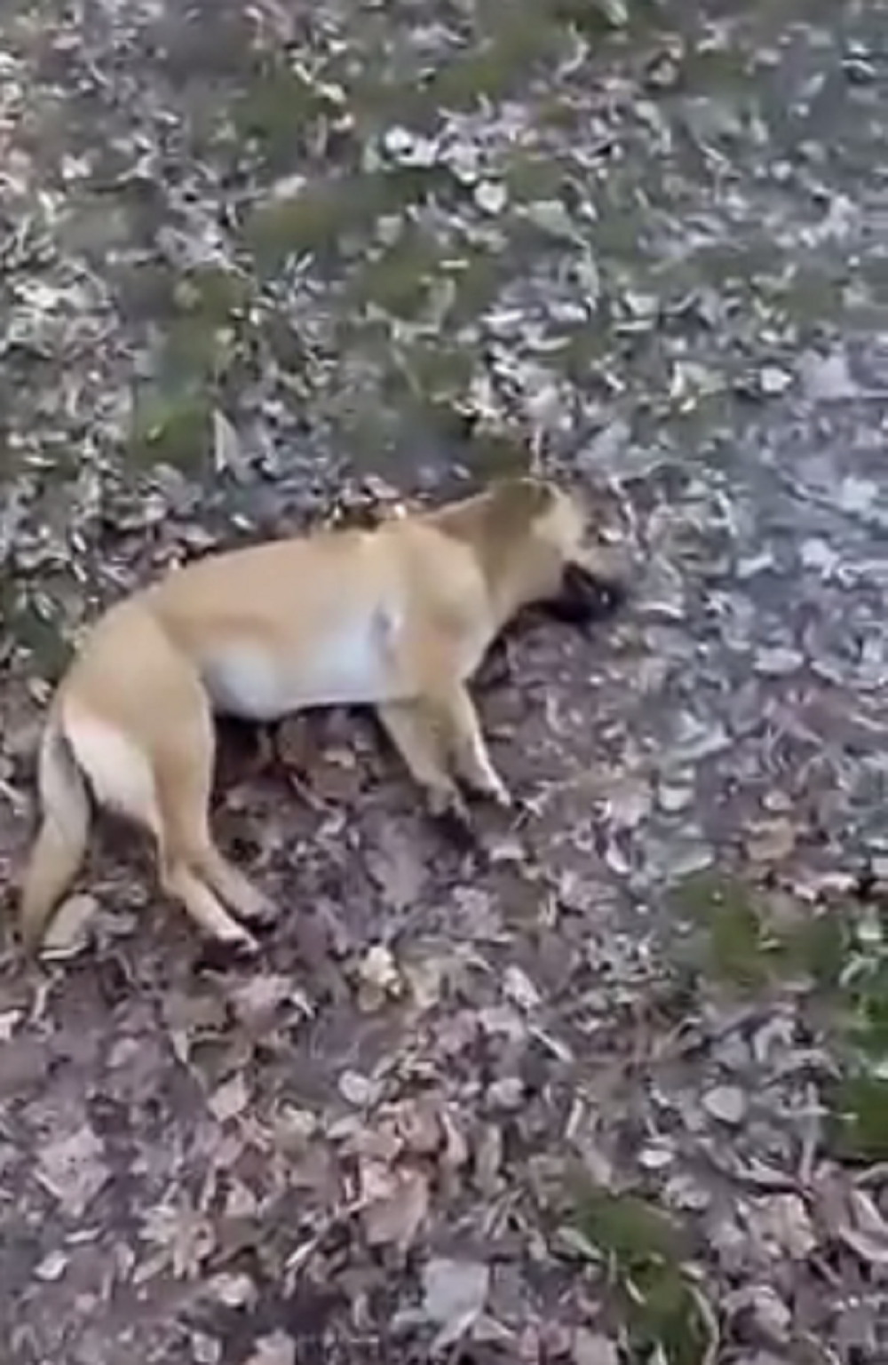 Psi umirali u strašnim mukama! (UZNEMIRUJUĆI SNIMAK)