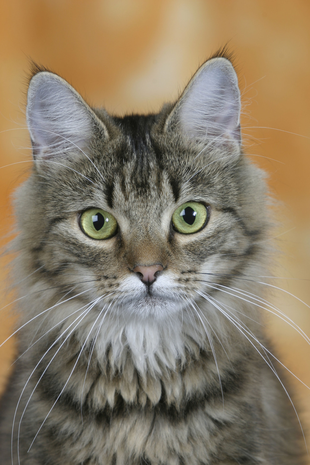 Ovo je najrealniji crtež mačke na svetu (VIDEO)