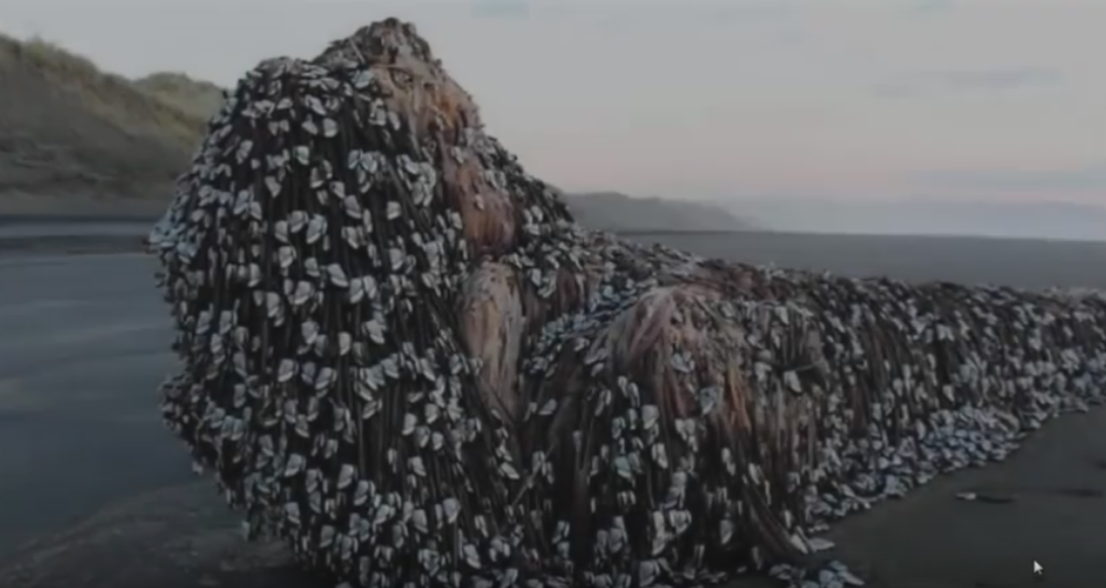 More izbacilo misteriozno čudovište? (VIDEO)