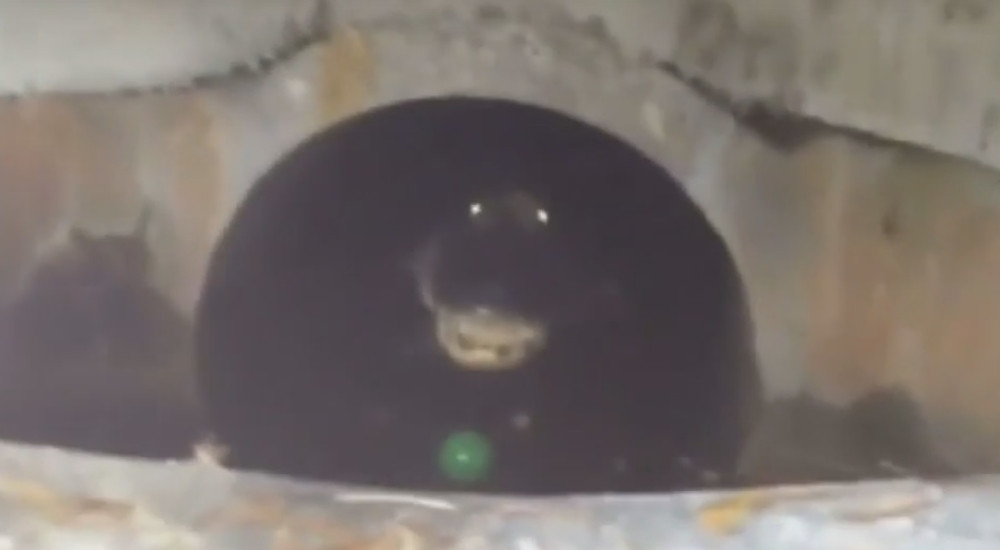 Snimio zver u kanalizaciji! (VIDEO)