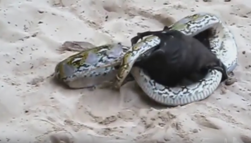 Pogledajte neverovatnu borbu slepog miša i pitona! (VIDEO)