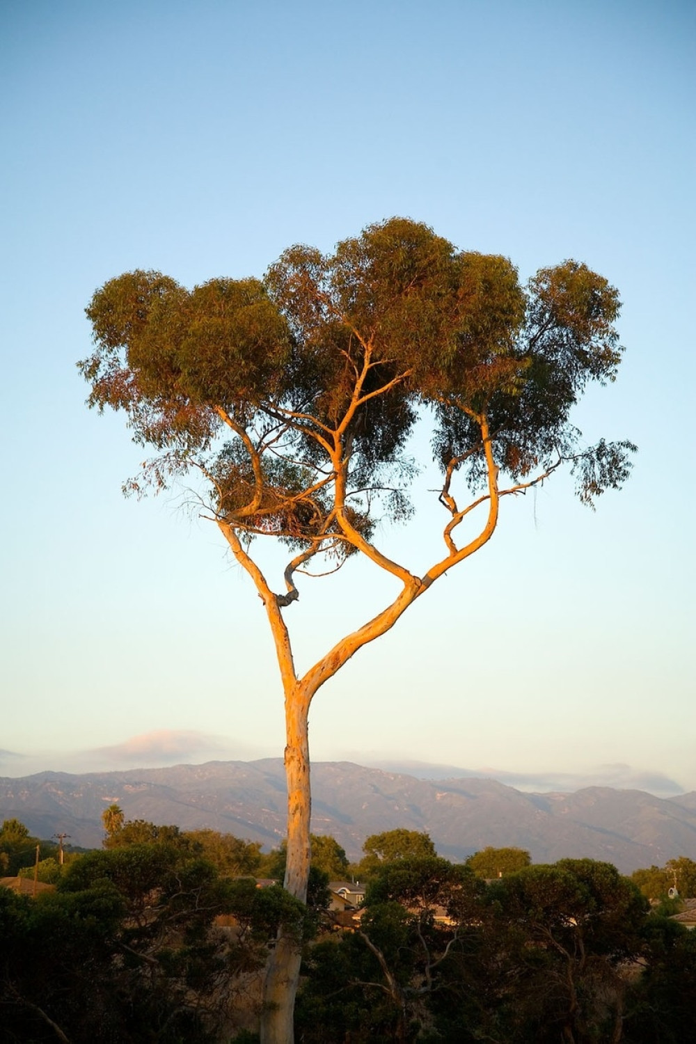 Eukaliptus smrvio ženu na svadbi