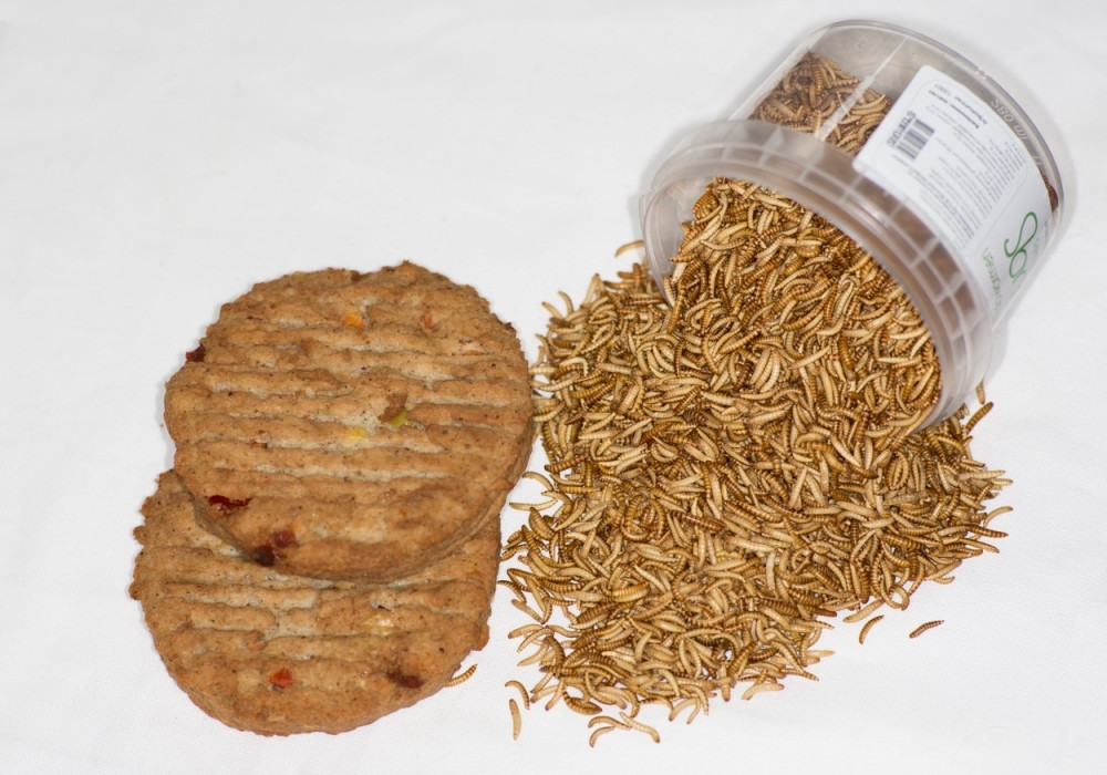 Počinje prodaja burgera od insekata