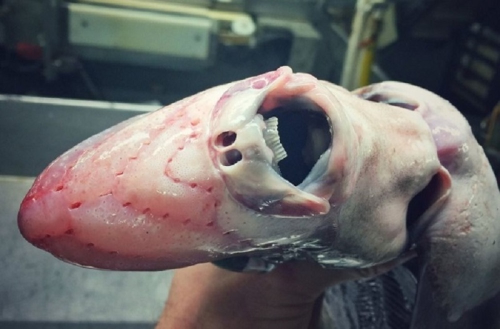 Ove nemani vrebaju iz mora (FOTO)