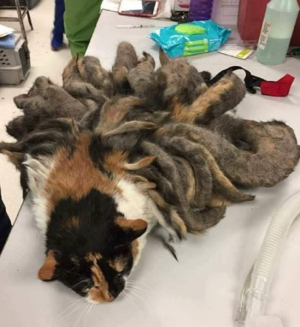 Ovako bolesnu macu niste videli