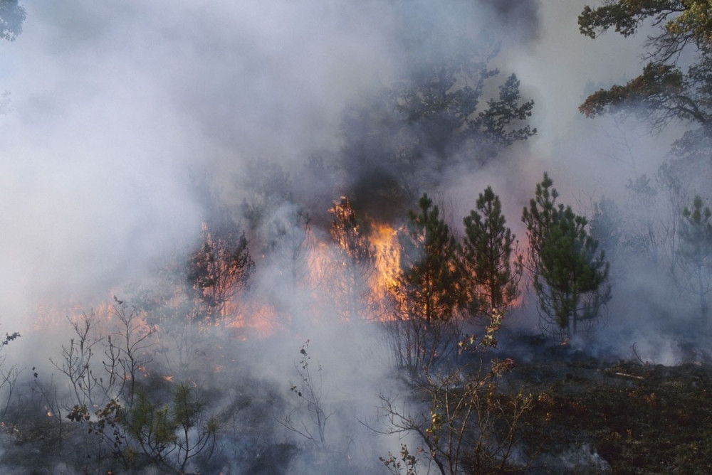Izgorela šuma kod Splita!