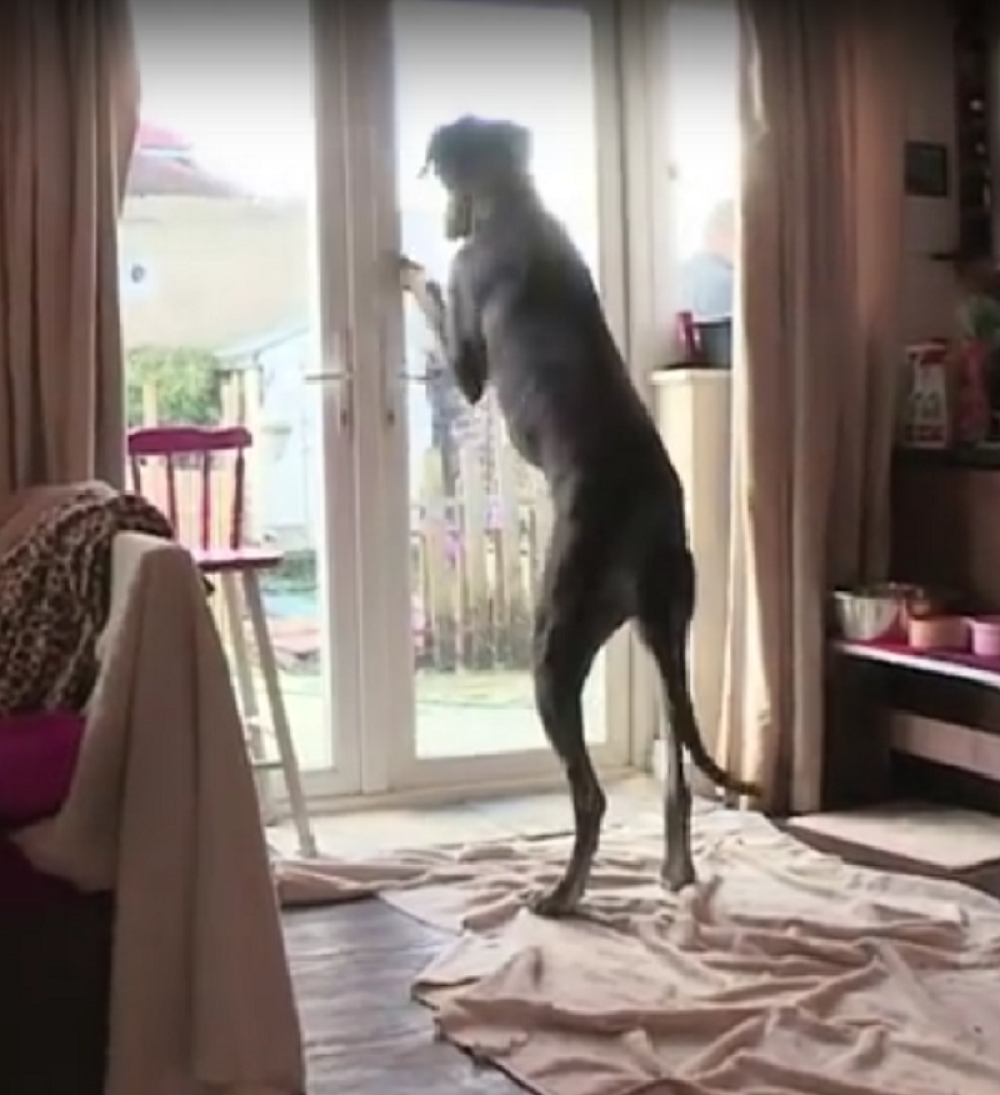 Da li je ovo pas ili godzila?! (VIDEO)