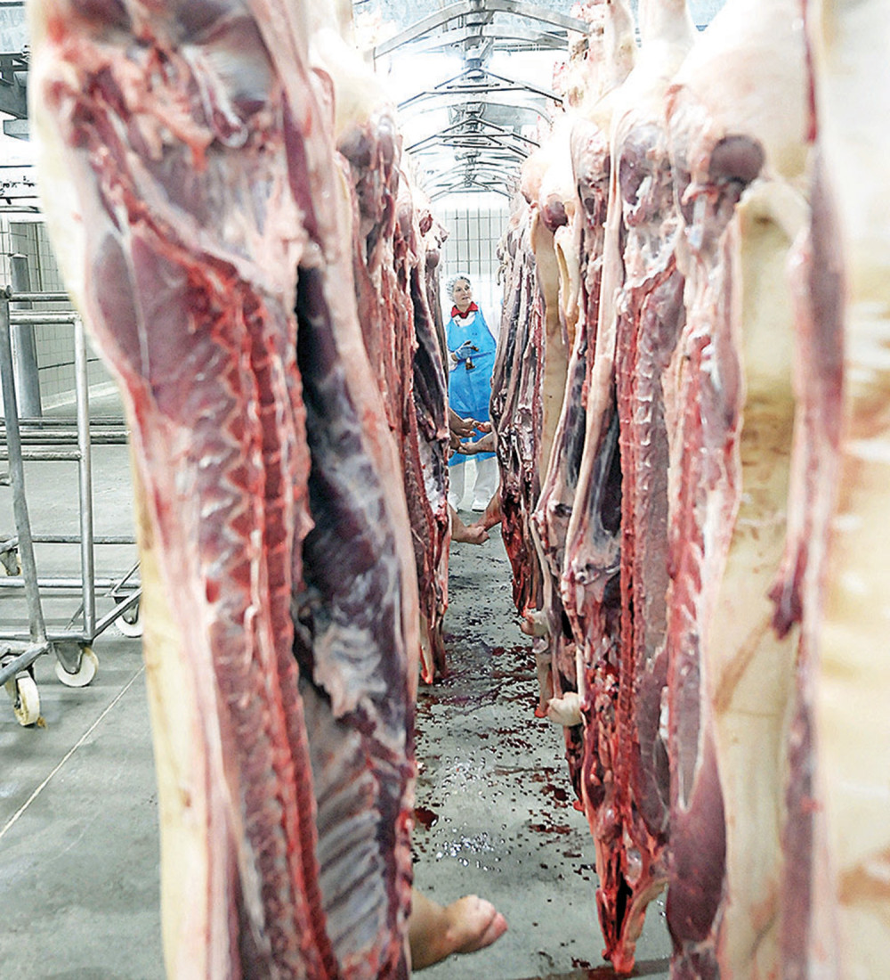 Zaražene svinje iz Hrvatske nisu pretnja Srbiji!