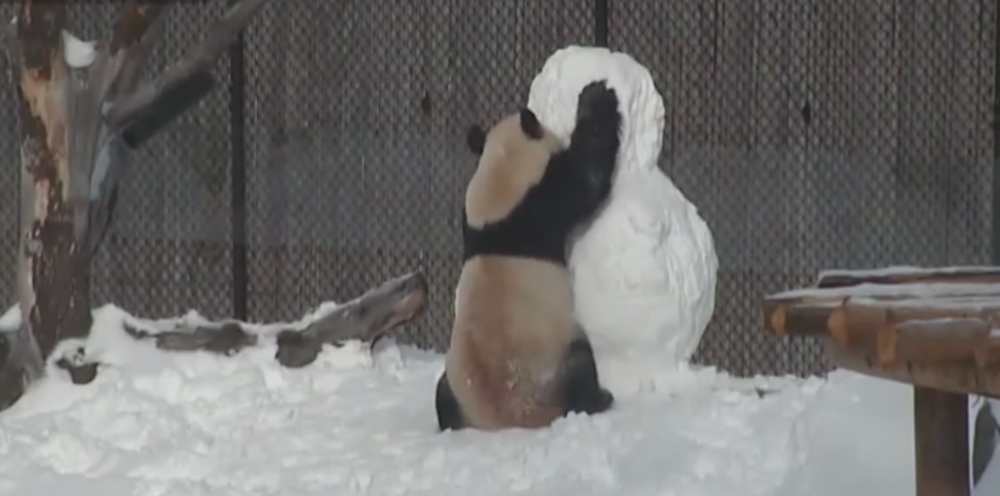 Ova panda će vas nasmejati do suza! (VIDEO)