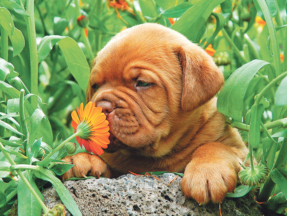 Kuce ne vole muškatle