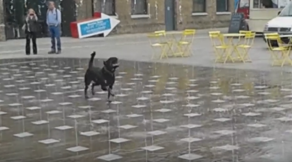 Kuca se opustila i zaigrala u fontani! (VIDEO)