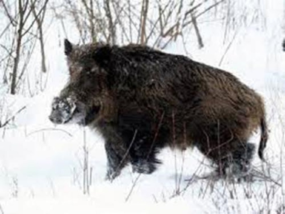 Automobilom udario divlju svinju