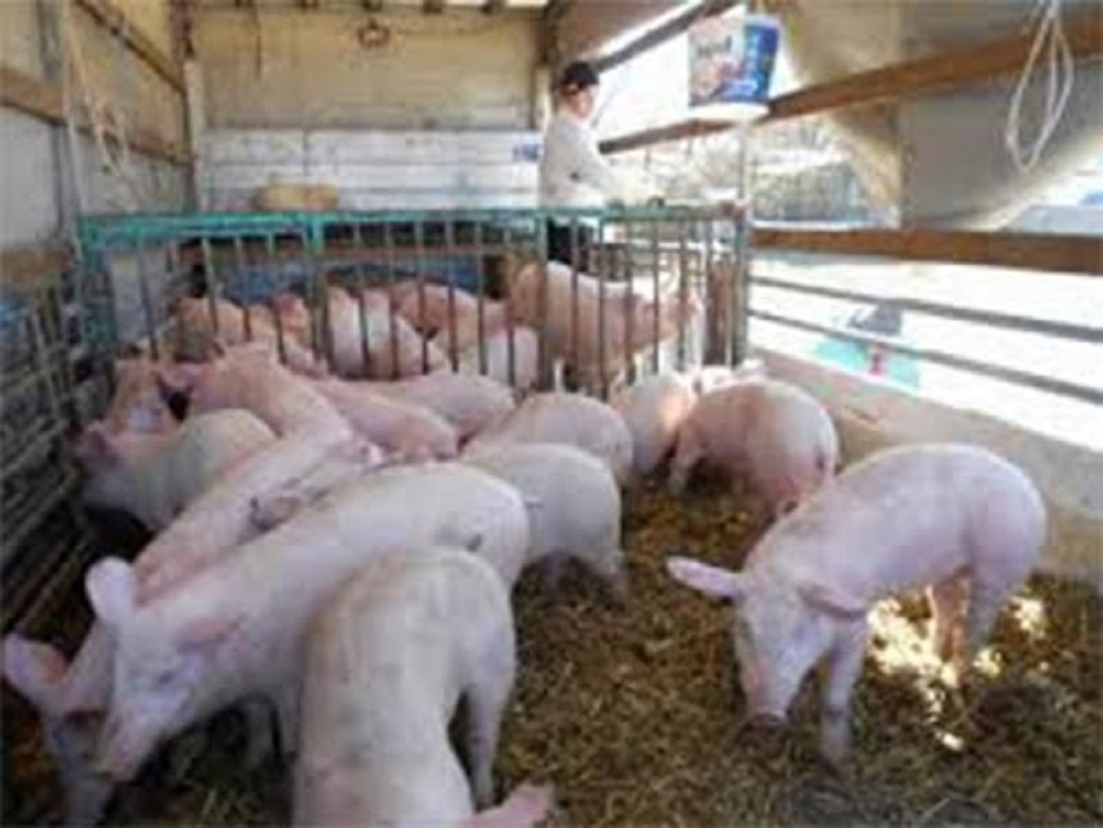 Zavladala teška bolest u pirotskim oborima - širi munjevitom brzinom!