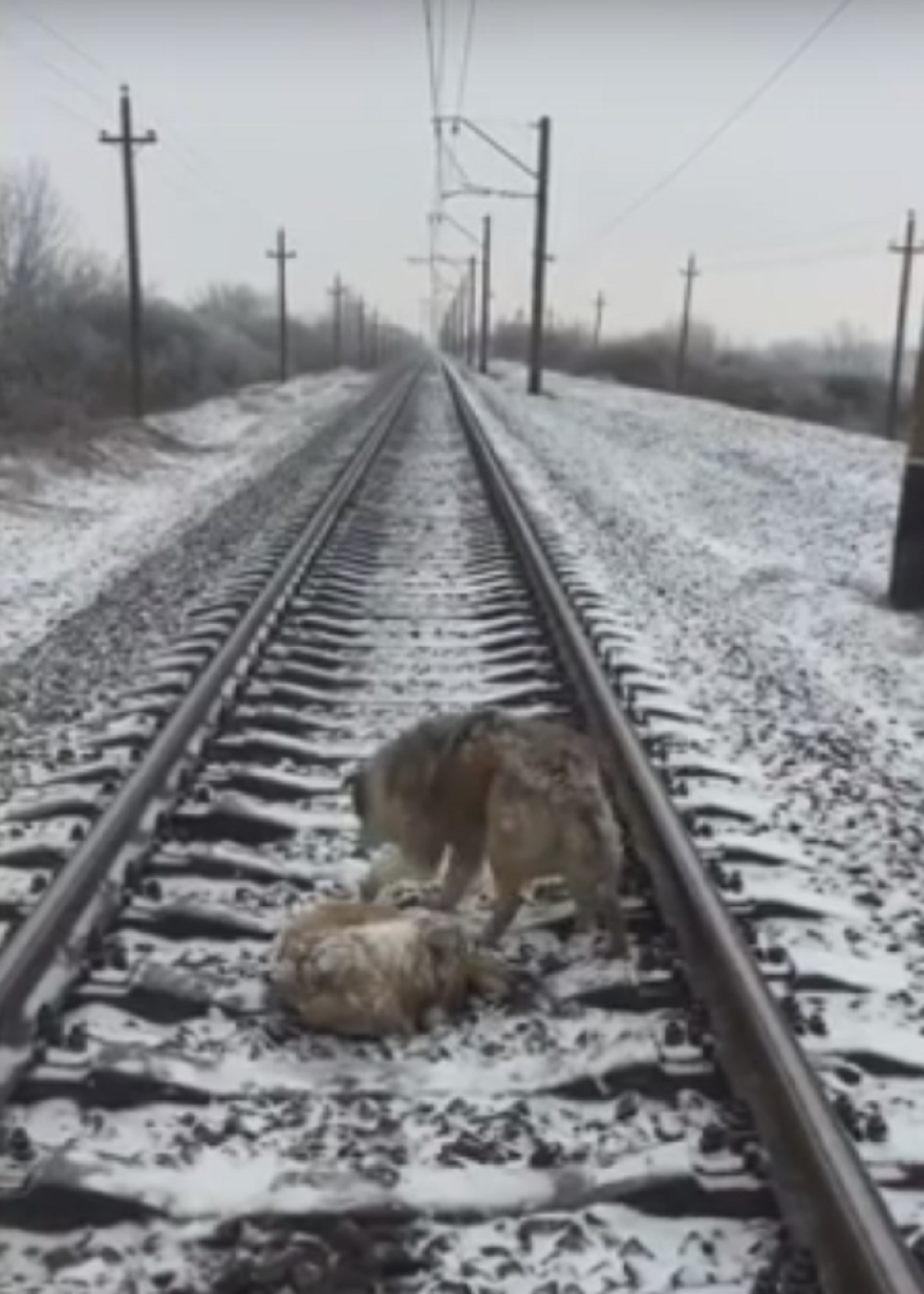 Pas sačuvao svoju kerušu sigurne smrti! (VIDEO)