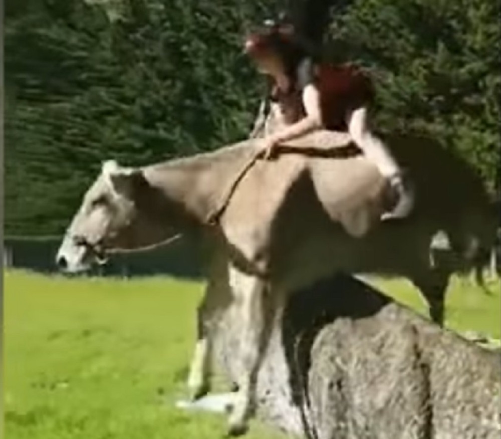 Od krave napravila konja (VIDEO)