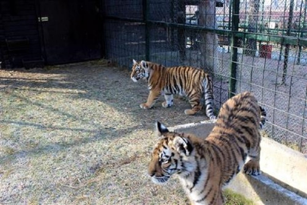 Tigrovi proslavili rođendan! (FOTO)