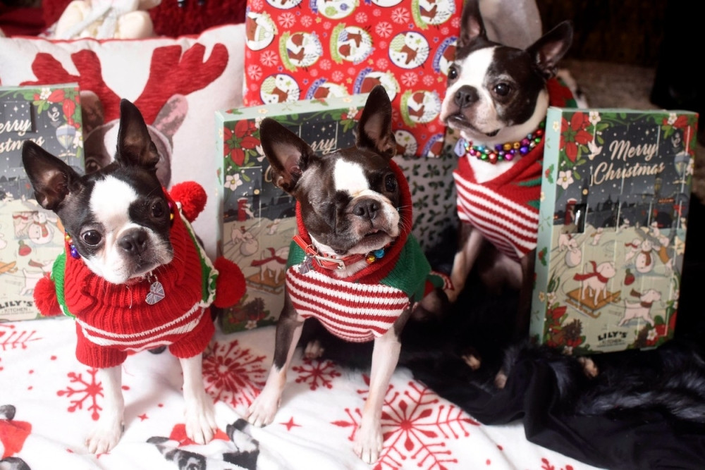 Izujedao ženu zbog božićnog džempera (VIDEO)