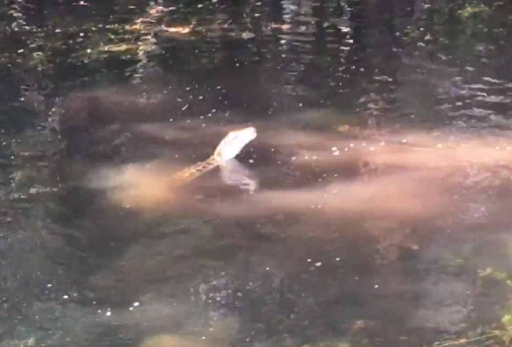 Borba do smrti pitona i aligatora (VIDEO)