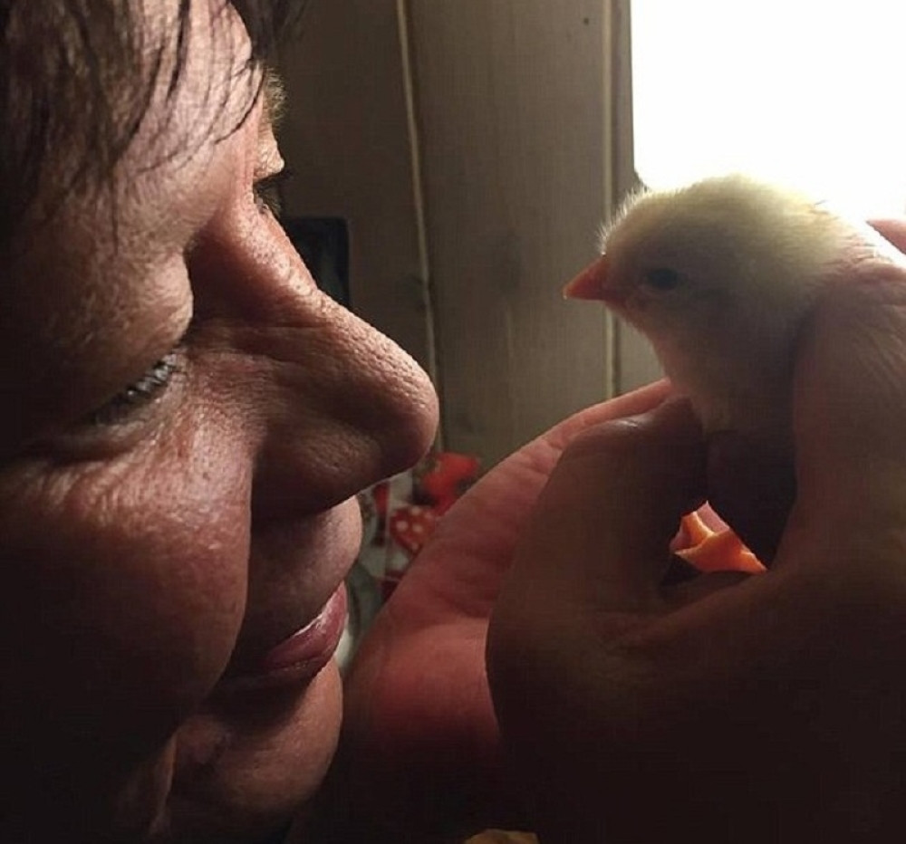 Pile se izleglo iz jaja kupljenog u prodavnici! (FOTO)