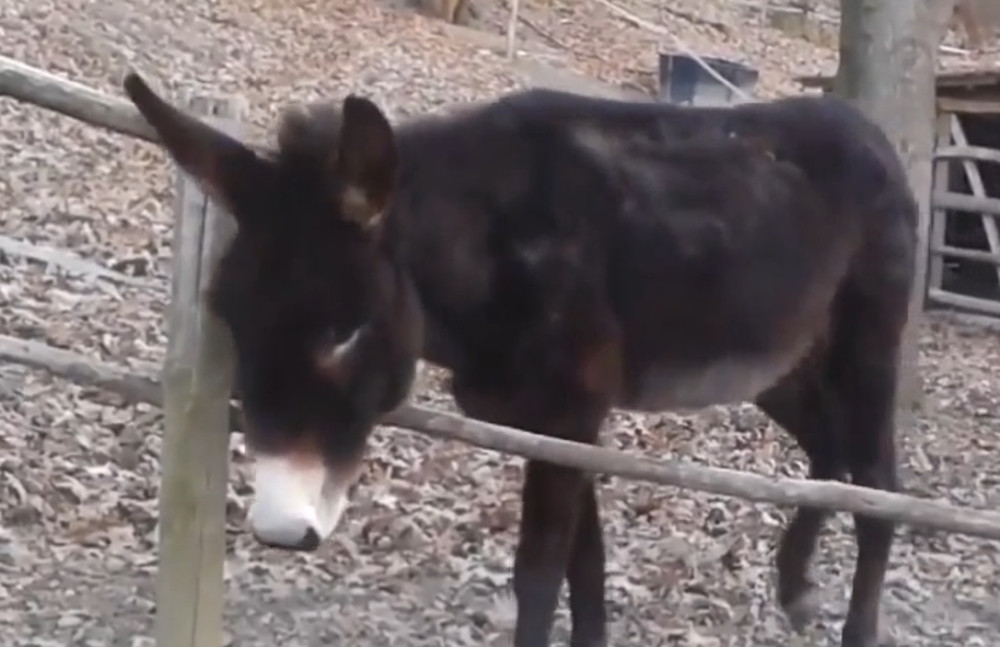 Oreste genijalnošću zapalio internet (VIDEO)