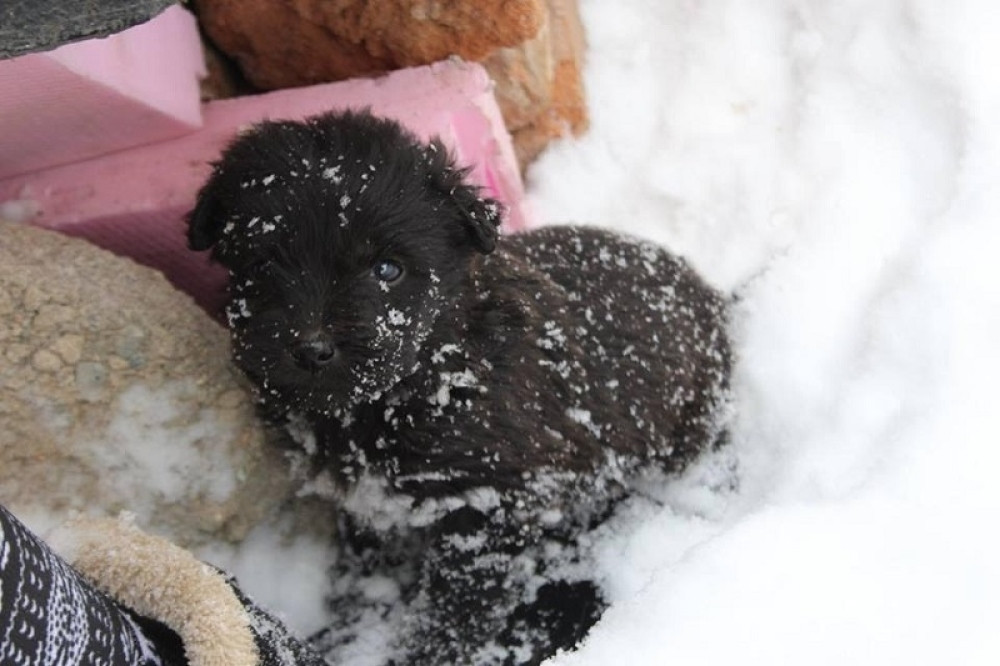 U centru Zaječara pronađeni smrznuti štenci (UZNEMIRUJUĆI FOTO)