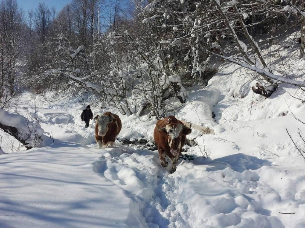 Umiru mačke, ljudi strahuju za stoku! (FOTO)