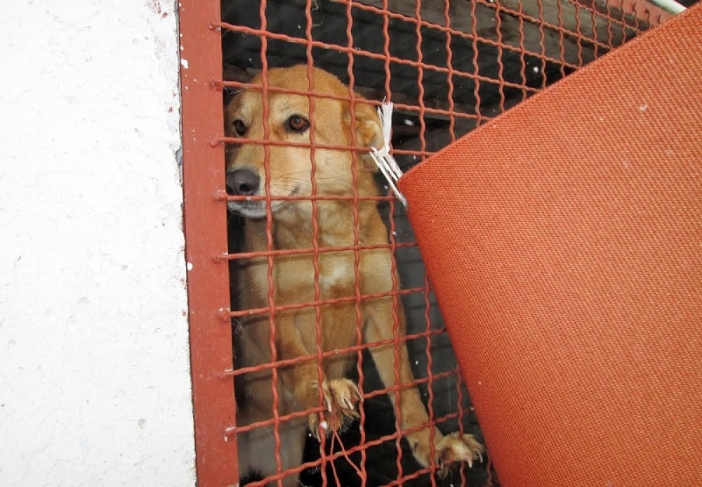 Zbrinuto više od 200 pasa (FOTO)