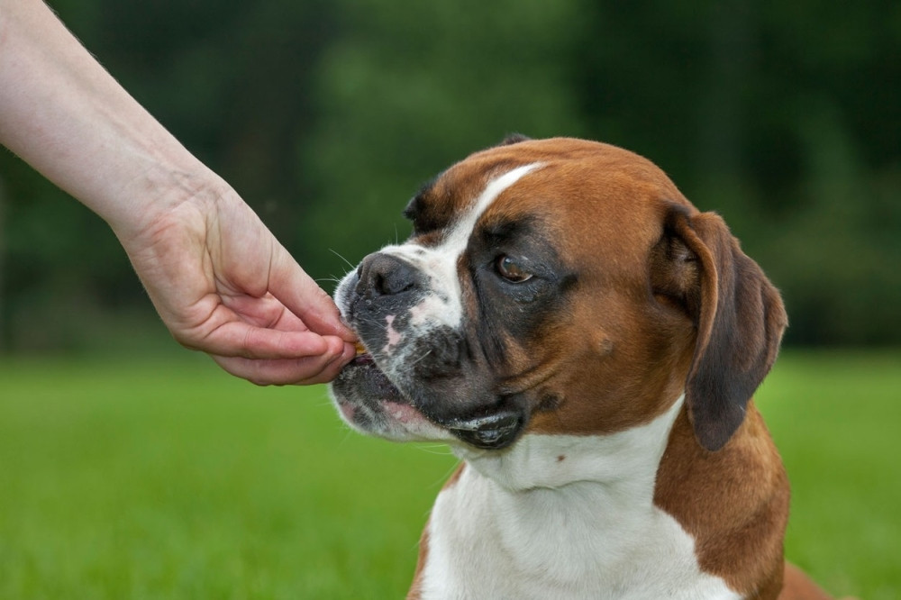 Zagrepčanin hranio komšijinog psa srpskim čokoladicama!