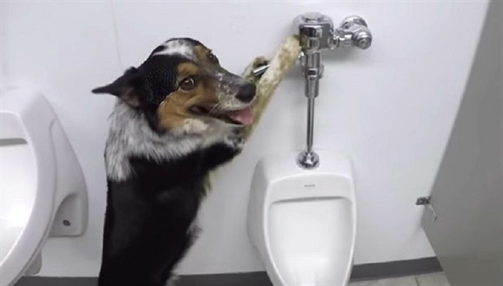 Za razliku od nekih, pas Džampi pusti vodu posle nužde (VIDEO)