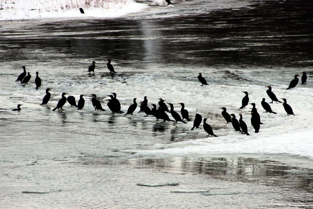 Jagodinski ribolovci besni na kormorane