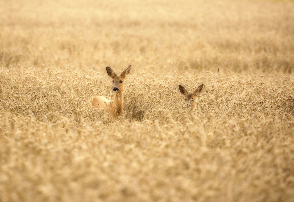 Lovokradica ubio srnu i lane!