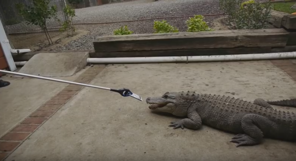 Aligator protiv "ajfona 7": evo ko je jači! (VIDEO)