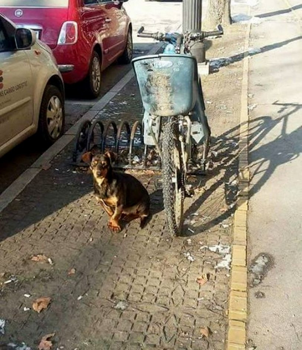 Pas danima sedi pored bicikla i čeka gazdu! (FOTO)