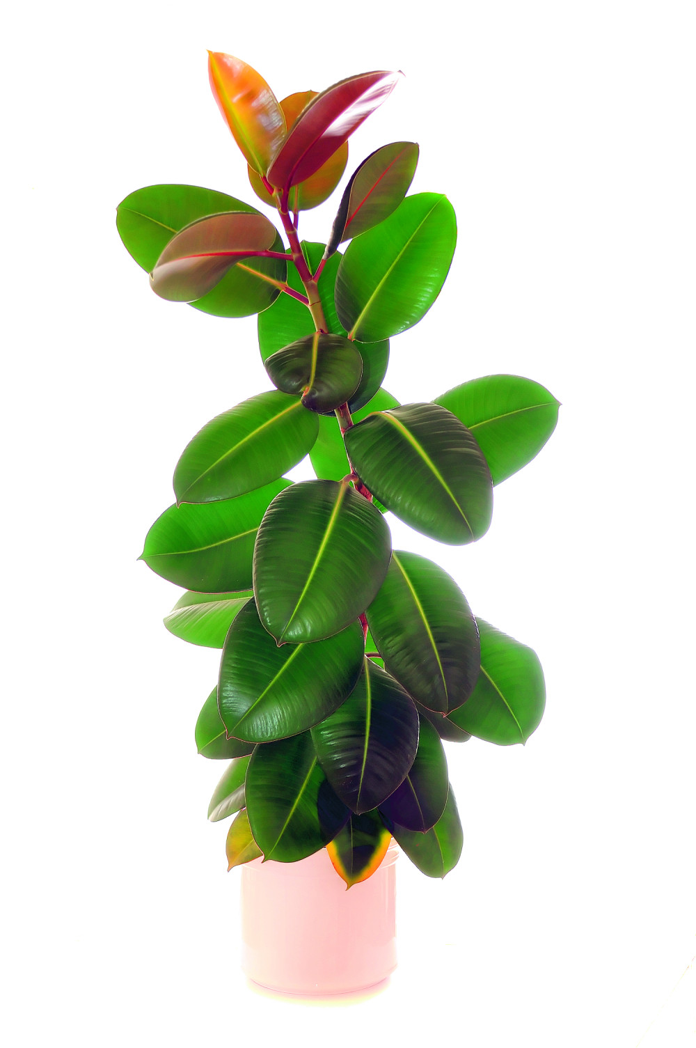 Ovu biljku svaka kuća treba da ima!