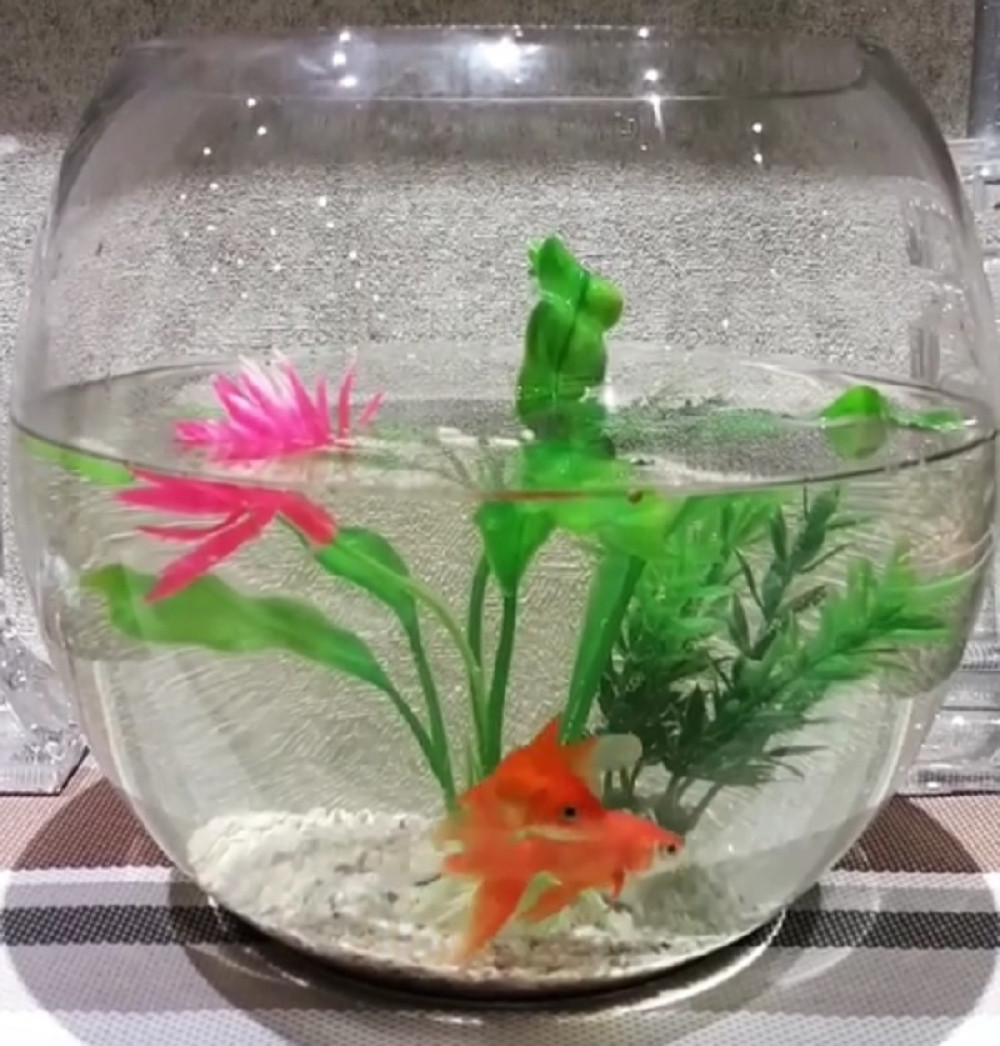 Pevačica nazvala ljubimce Sinan i Šemsa (VIDEO)