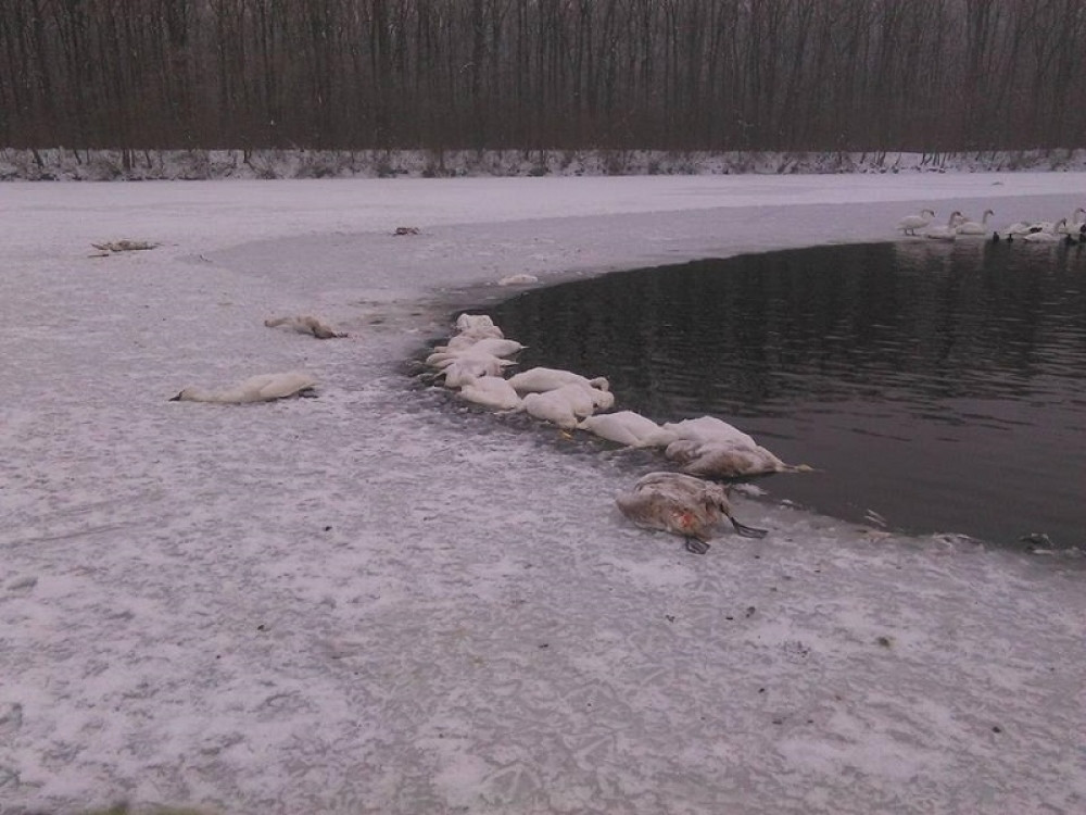Pronađeni mrtvi labudovi! (FOTO)