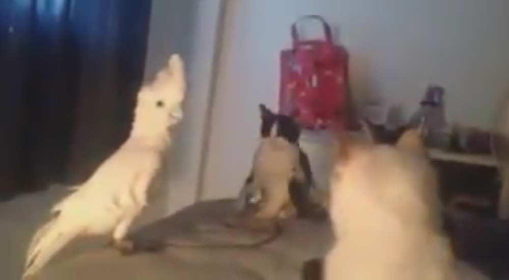 Papagaj mjaukanjem zbunio mačke! (VIDEO)