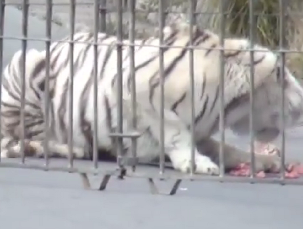 Tigar pobegao iz cirkusa! (VIDEO)