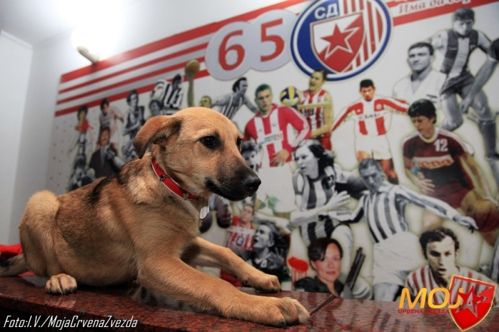 Perun od Zvezdane napravio zvezdu