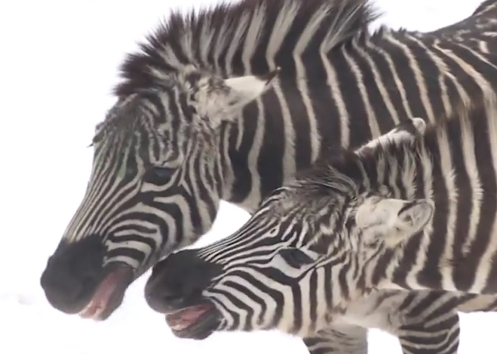 Evo šta rade životinje u Zoološkom vrtu (VIDEO)