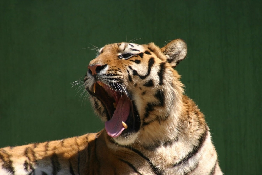 Tigar izujedao decu!