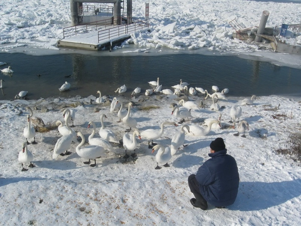 Područje Apatina zaraženo ptičjim gripom!