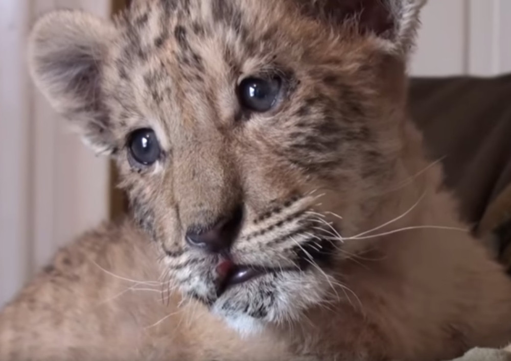 Kad lav zaskoči tigricu dobije se preslatki mešanac (VIDEO)