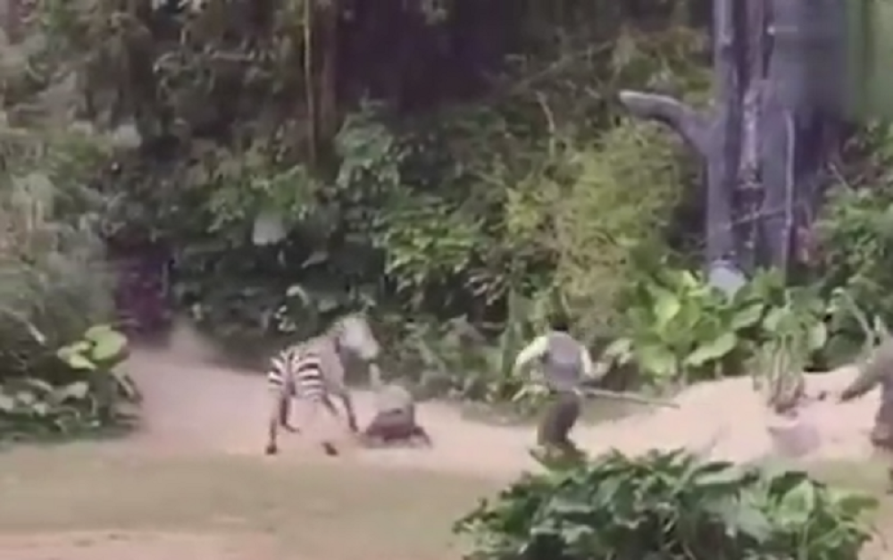 Zebra umalo ubila čuvara u zoološkom vrtu! (VIDEO)