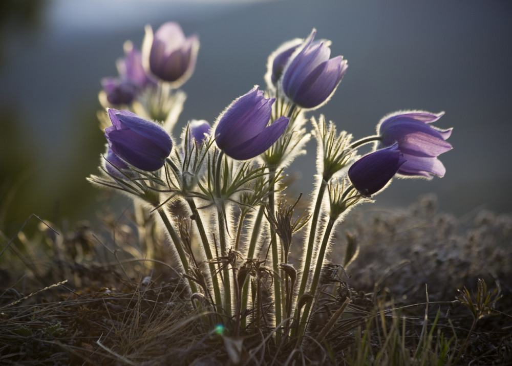 Neke biljke štite ukućane, predskazuju udaju i donose veliki novac, a evo šta da uradite kada ih pronađete
